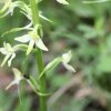 6-platanthera bifolia